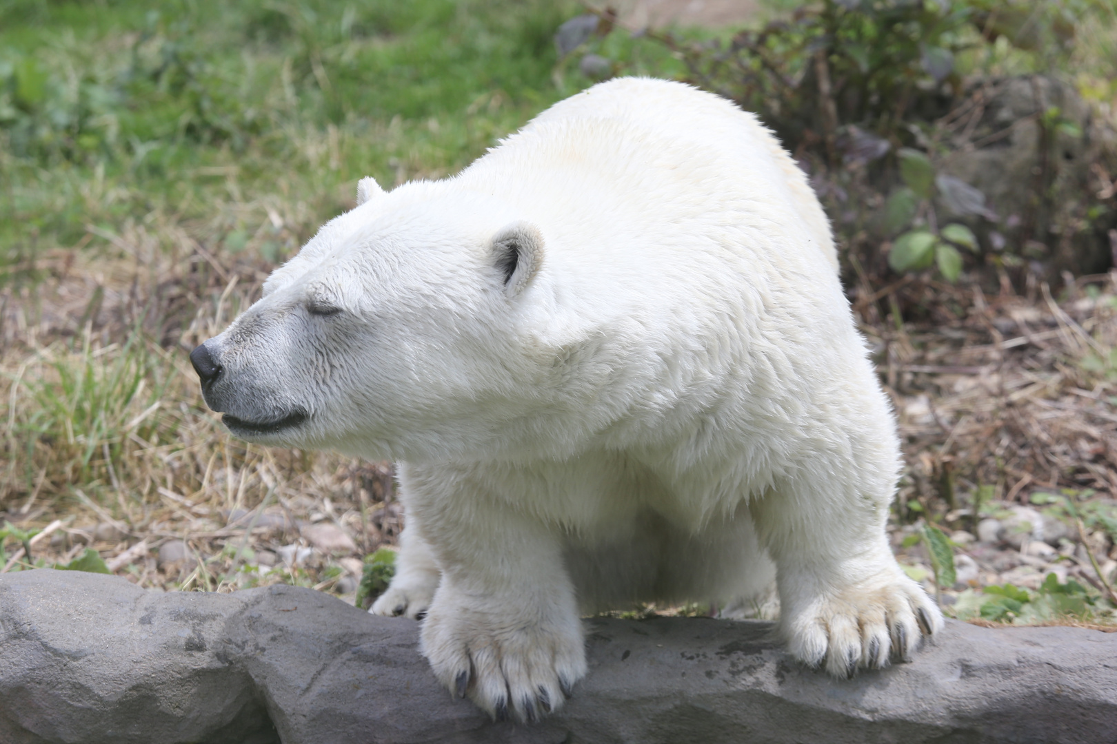 Eisbär