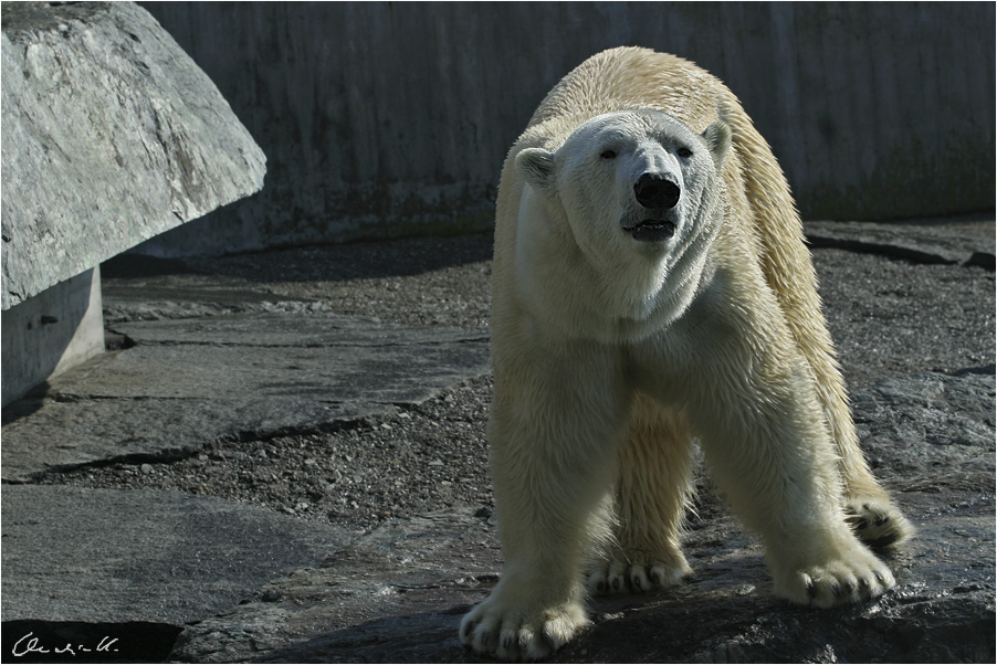 Eisbär