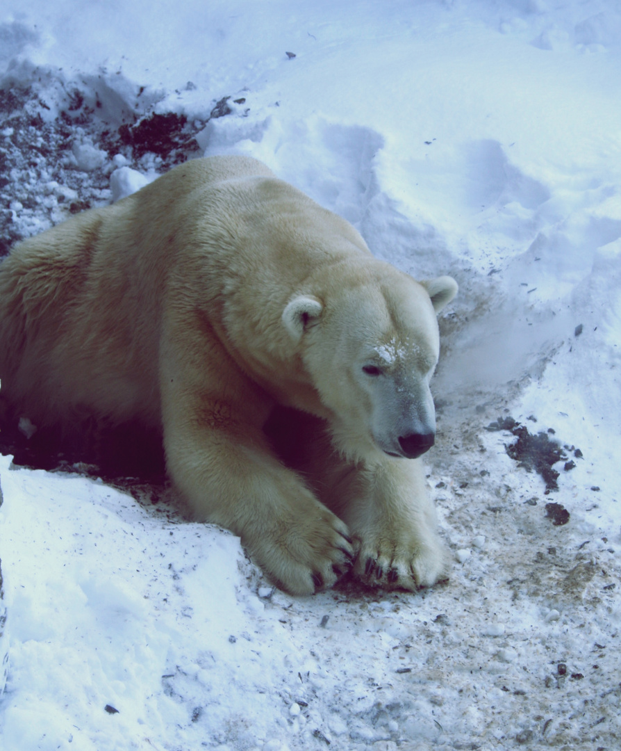 Eisbär