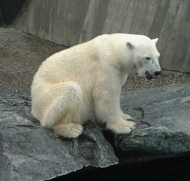 Eisbär