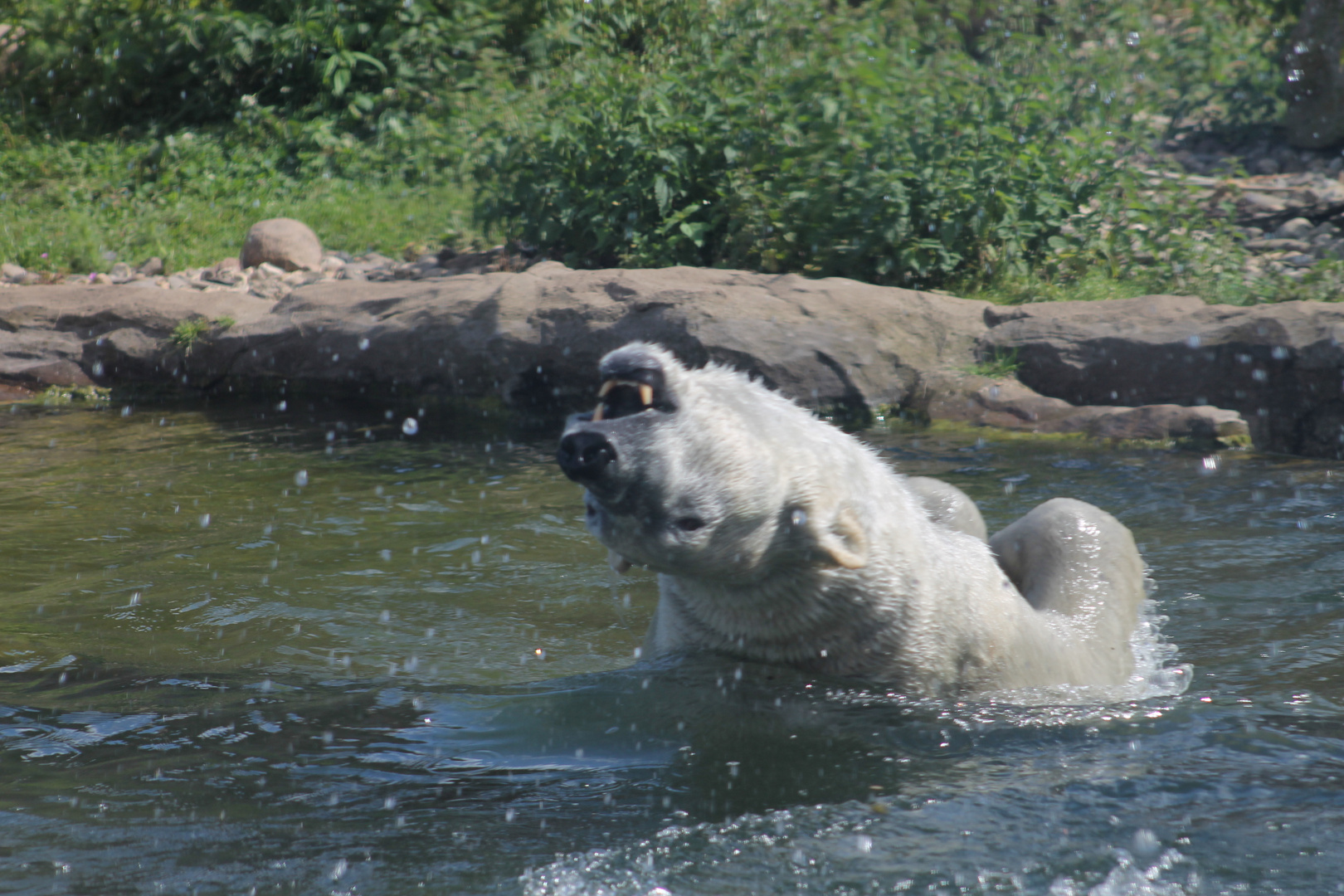 Eisbär