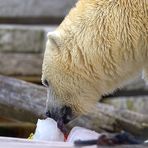 Eis~bär