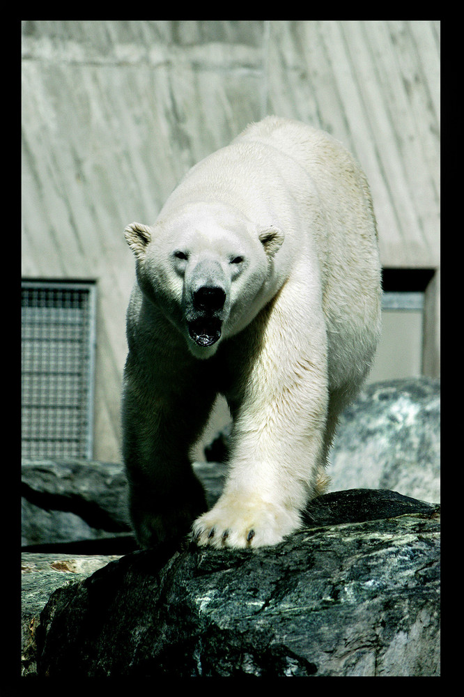 Eisbär