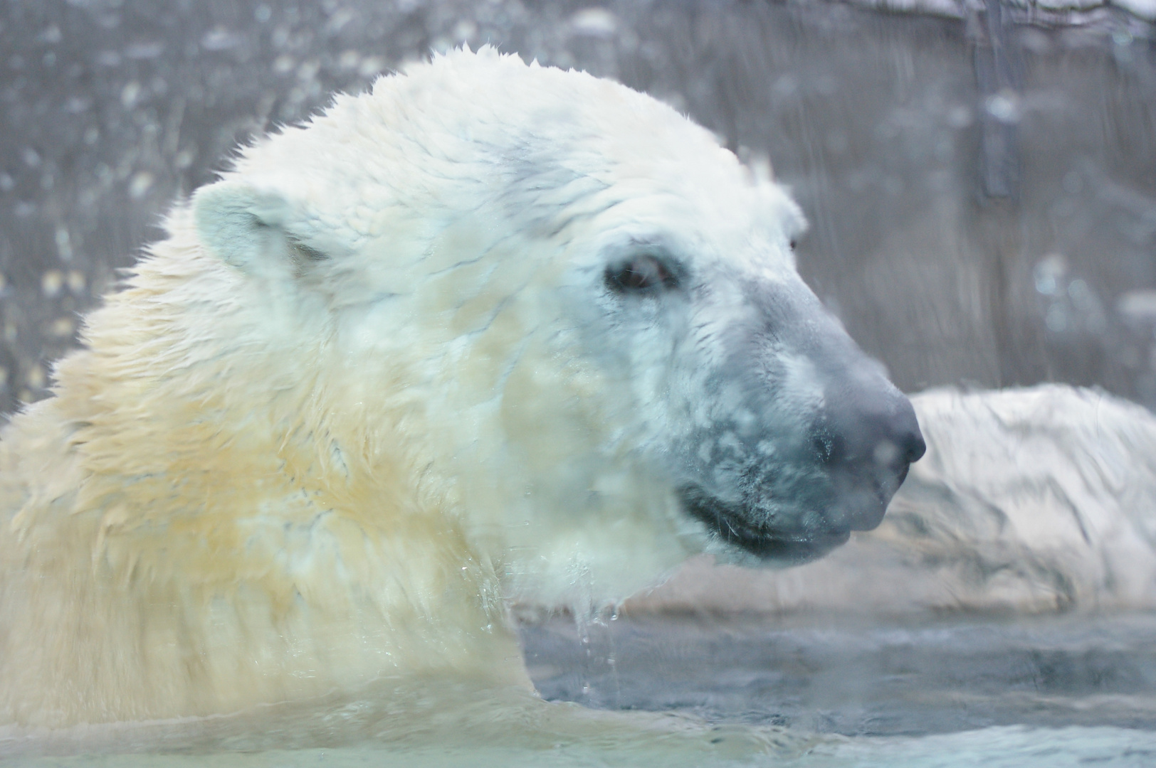 Eisbär