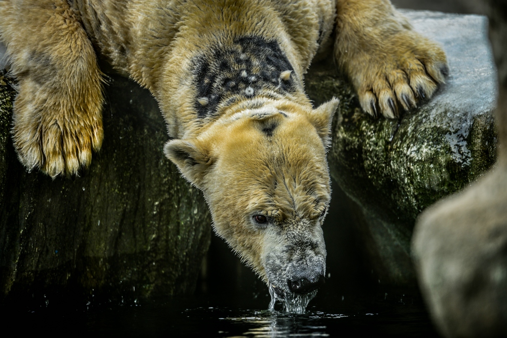 Eisbär