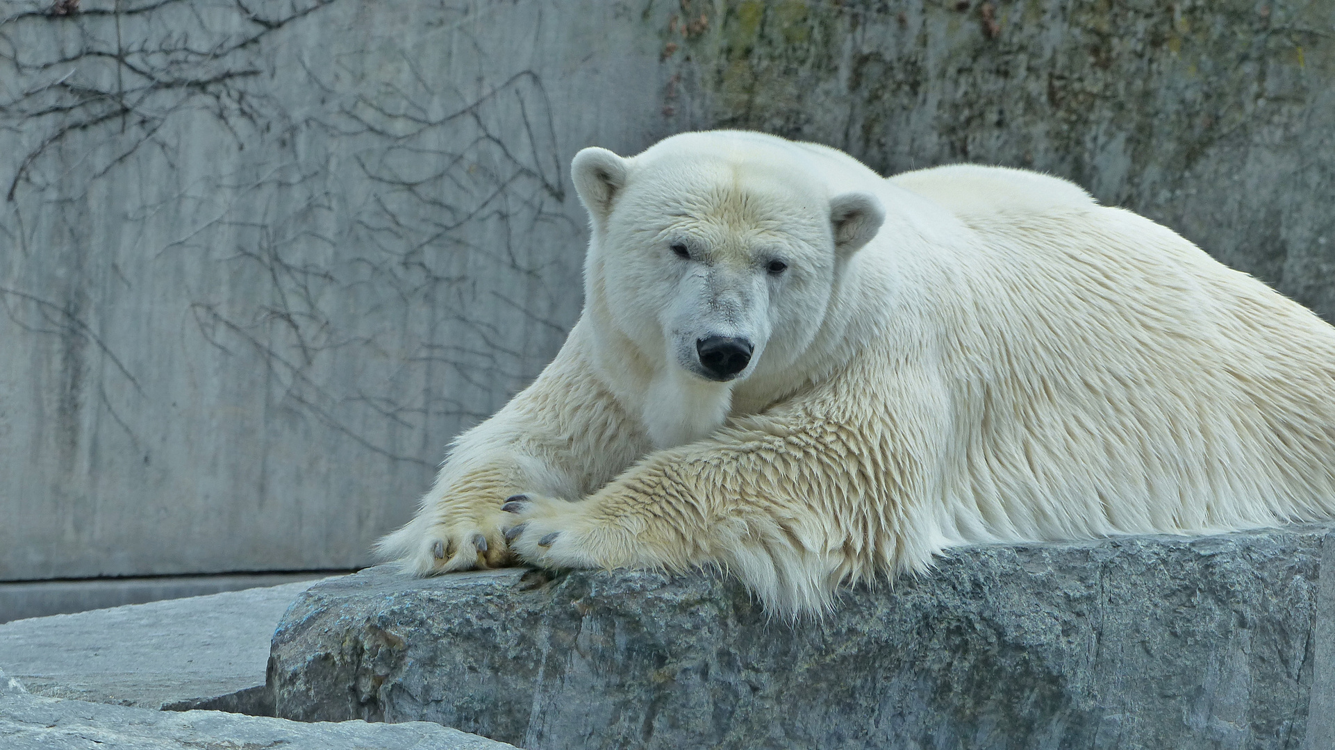 Eisbär