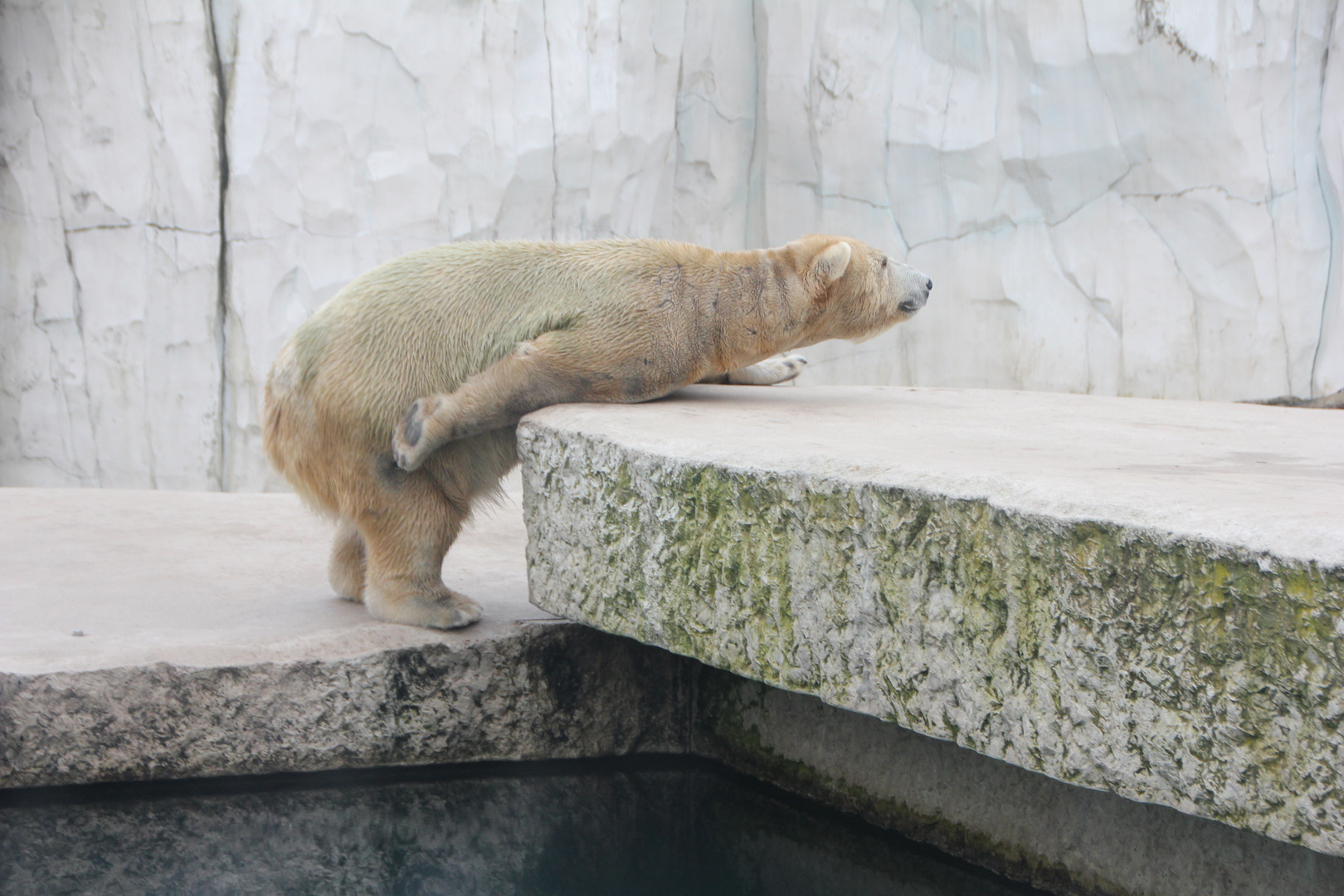 Eisbär