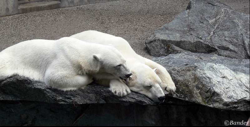 Eisbär