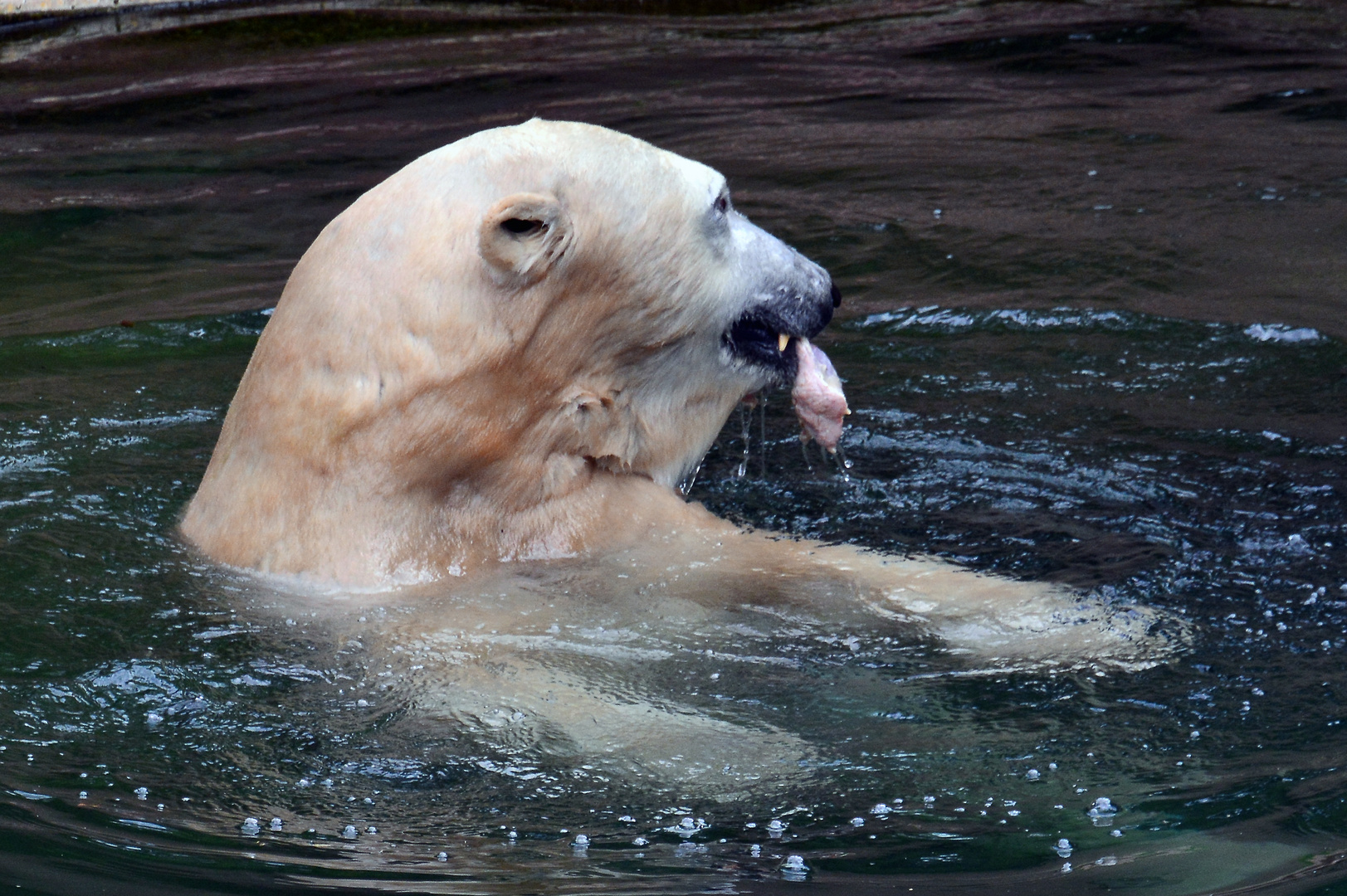 Eisbär