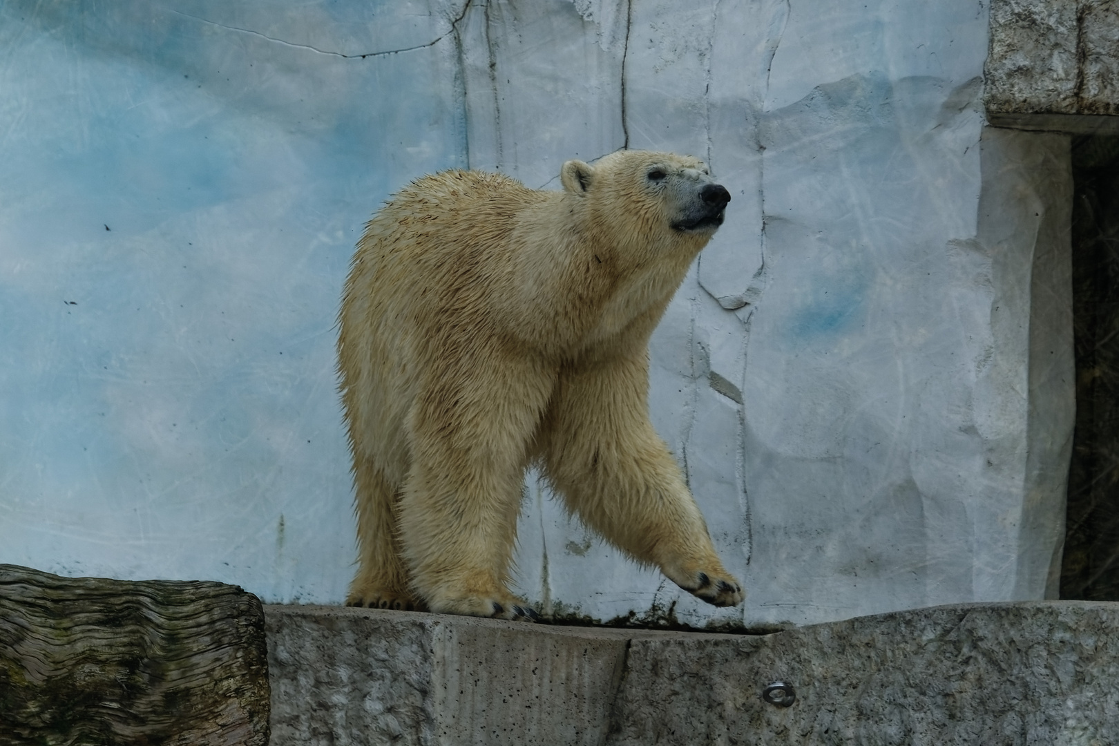 Eisbär