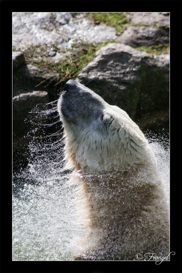 Eisbär