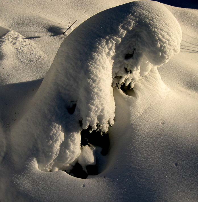 Eisbär