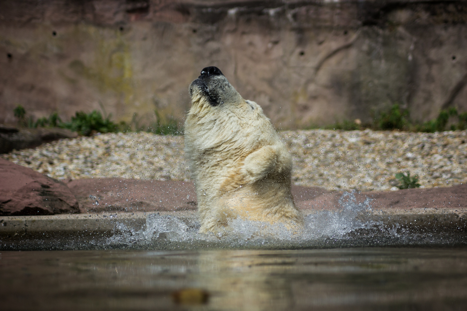 Eisbär