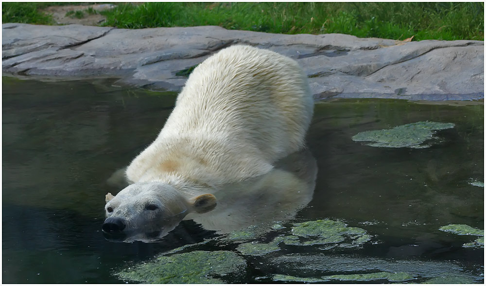 Eisbär