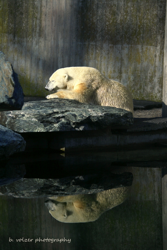 Eisbär