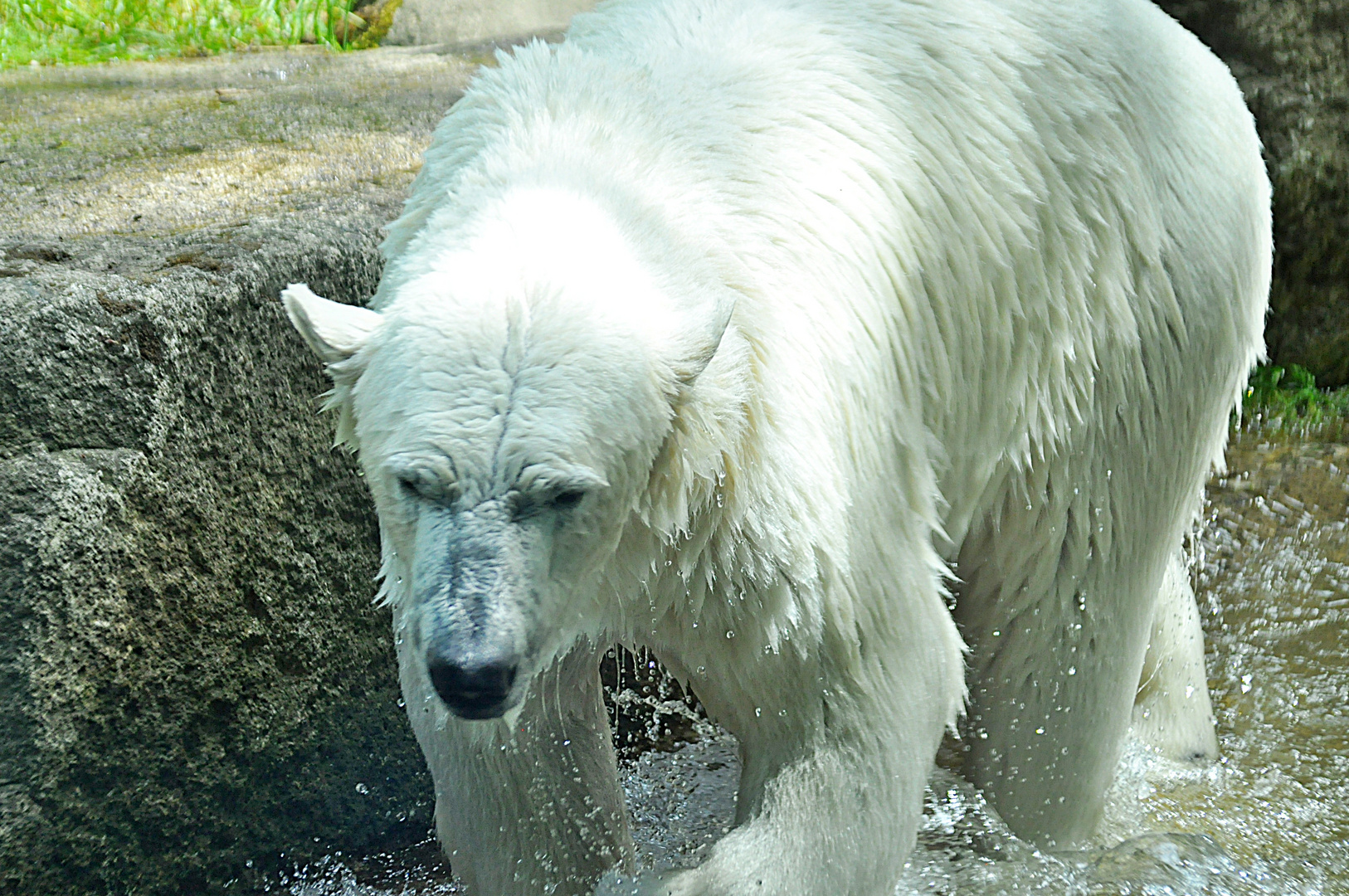 Eisbär