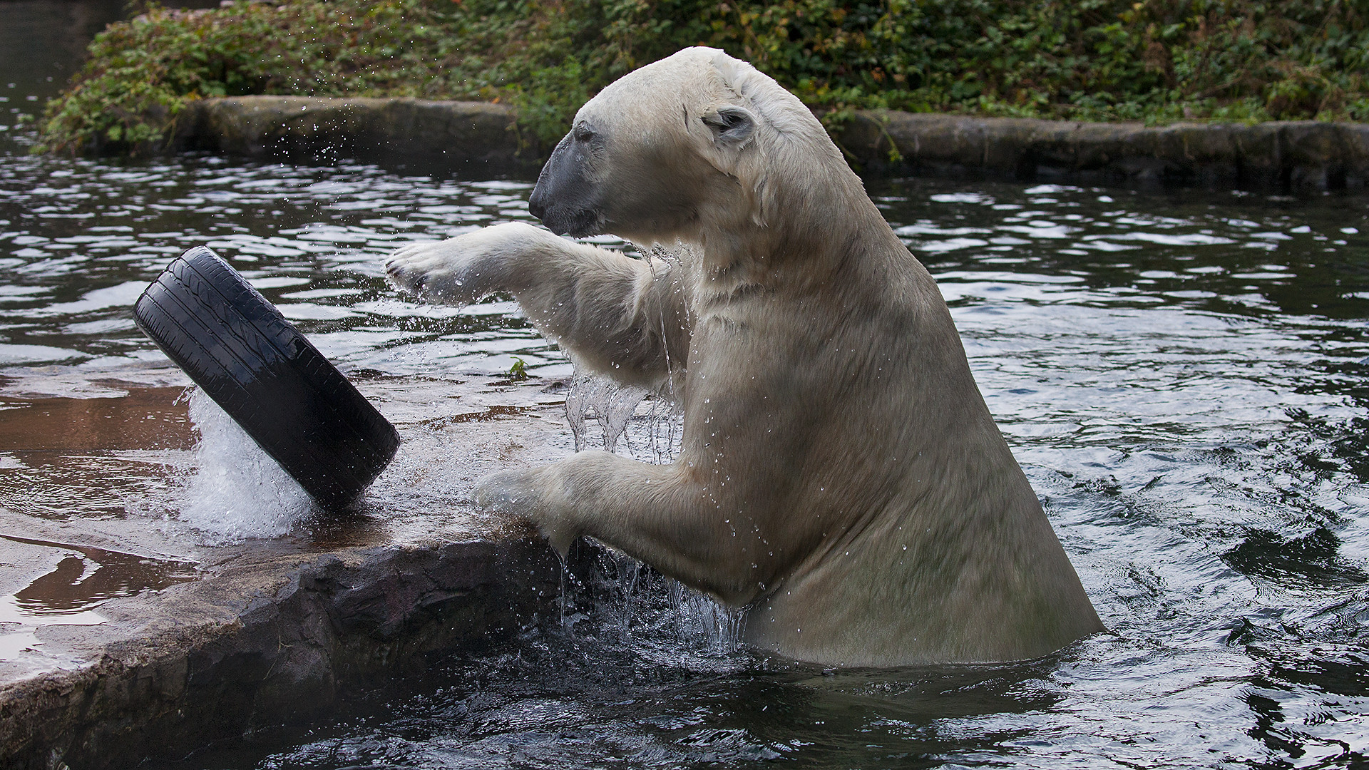 Eisbär 