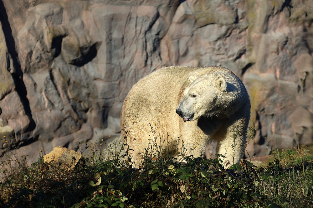 Eisbär