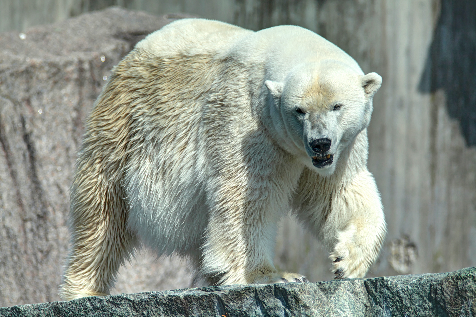 Eisbär