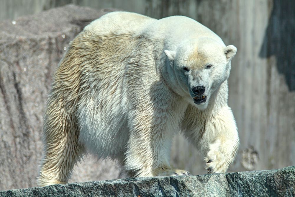 Eisbär