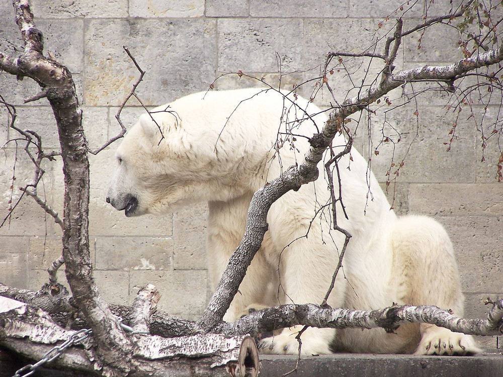 eisbär