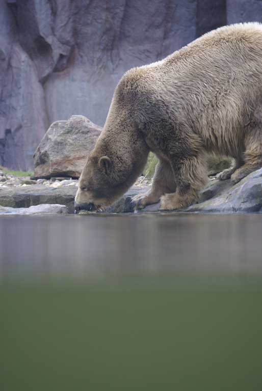 Eisbär