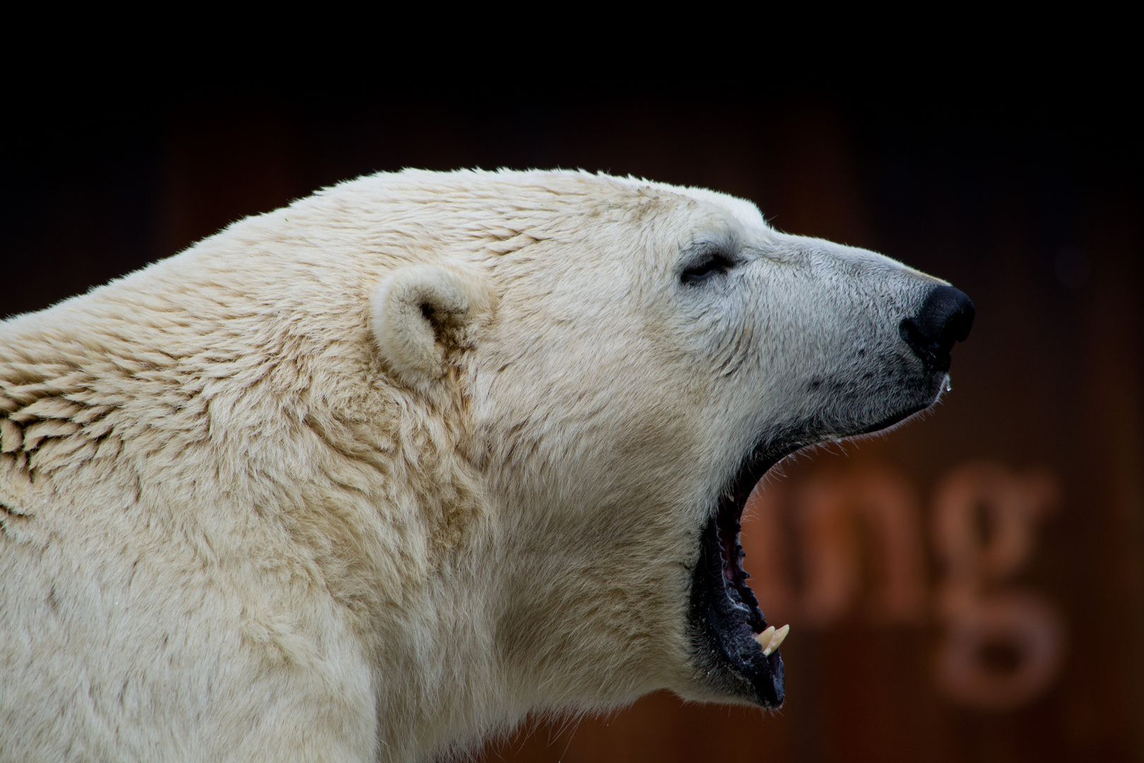 Eisbär