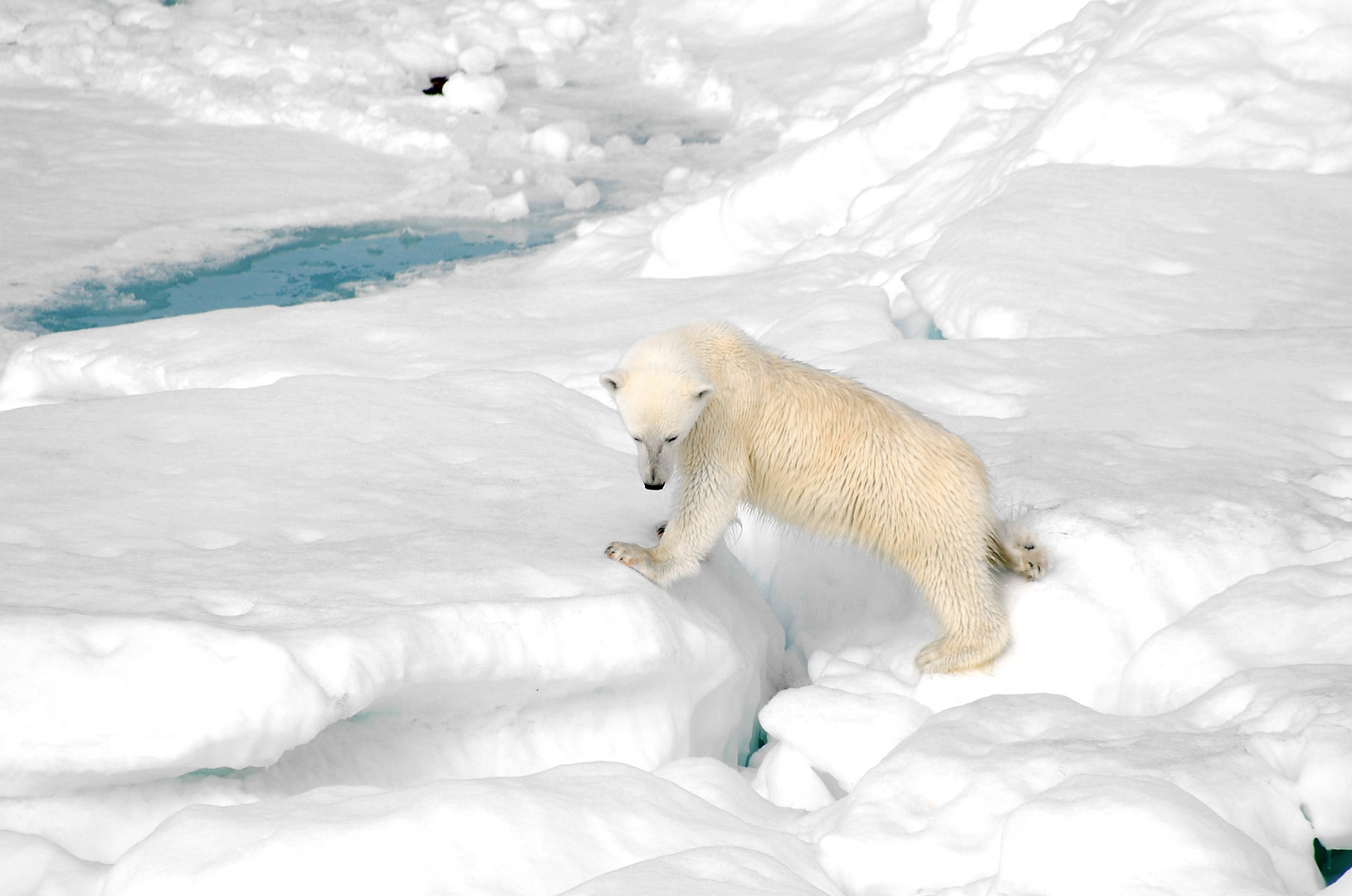 Eisbär