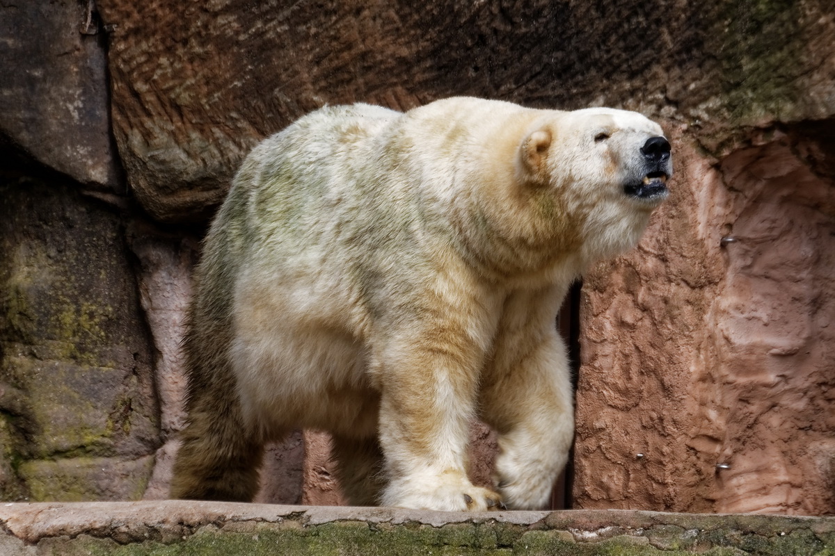 Eisbär