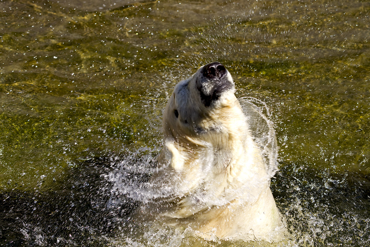 Eisbär