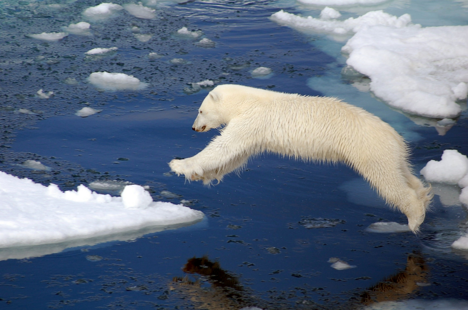 Eisbär