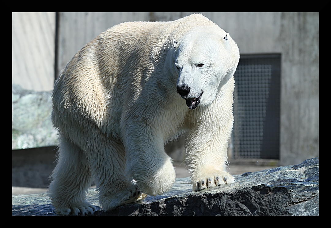 Eisbär