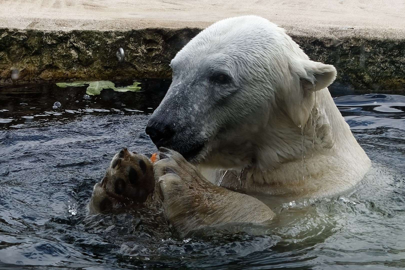 Eisbär