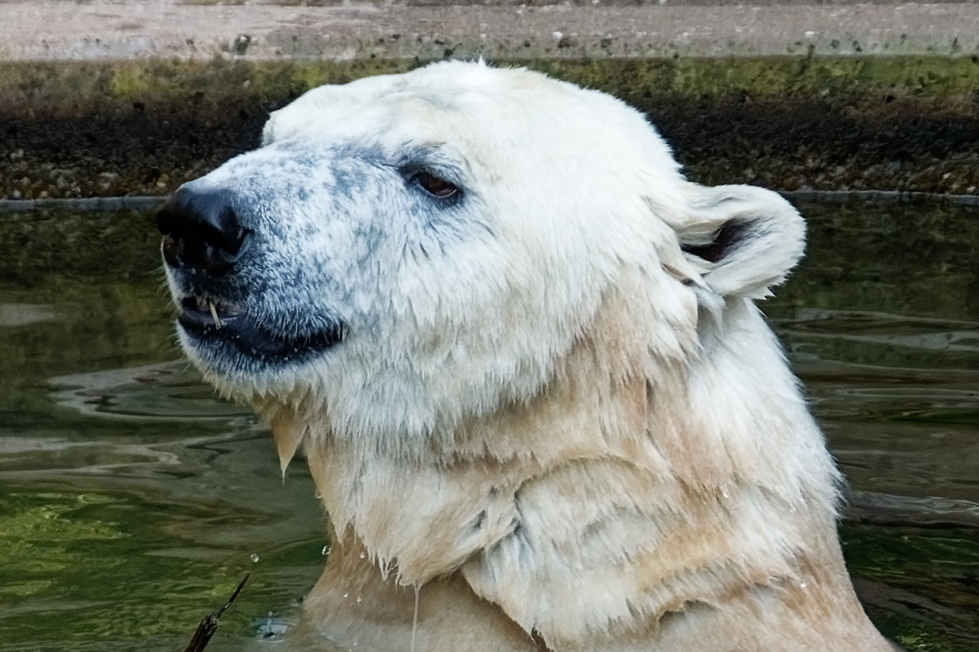 Eisbär