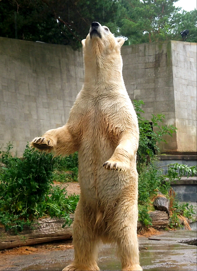 Eisbär