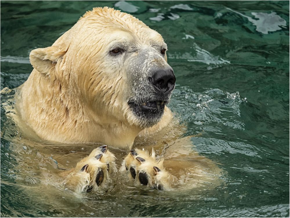 Eisbär