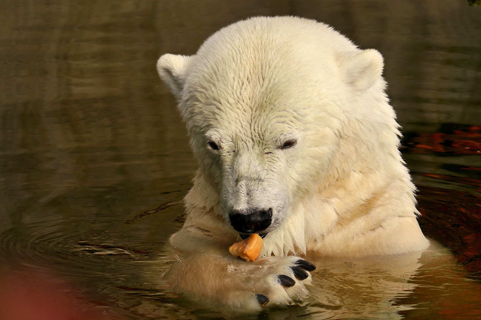 Eisbär