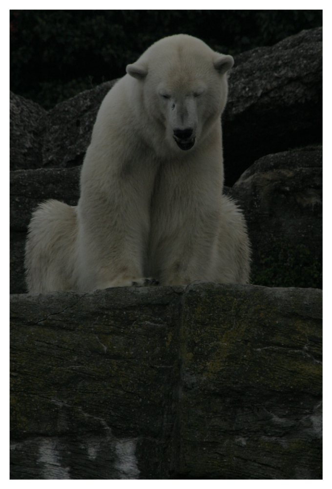 Eisbär