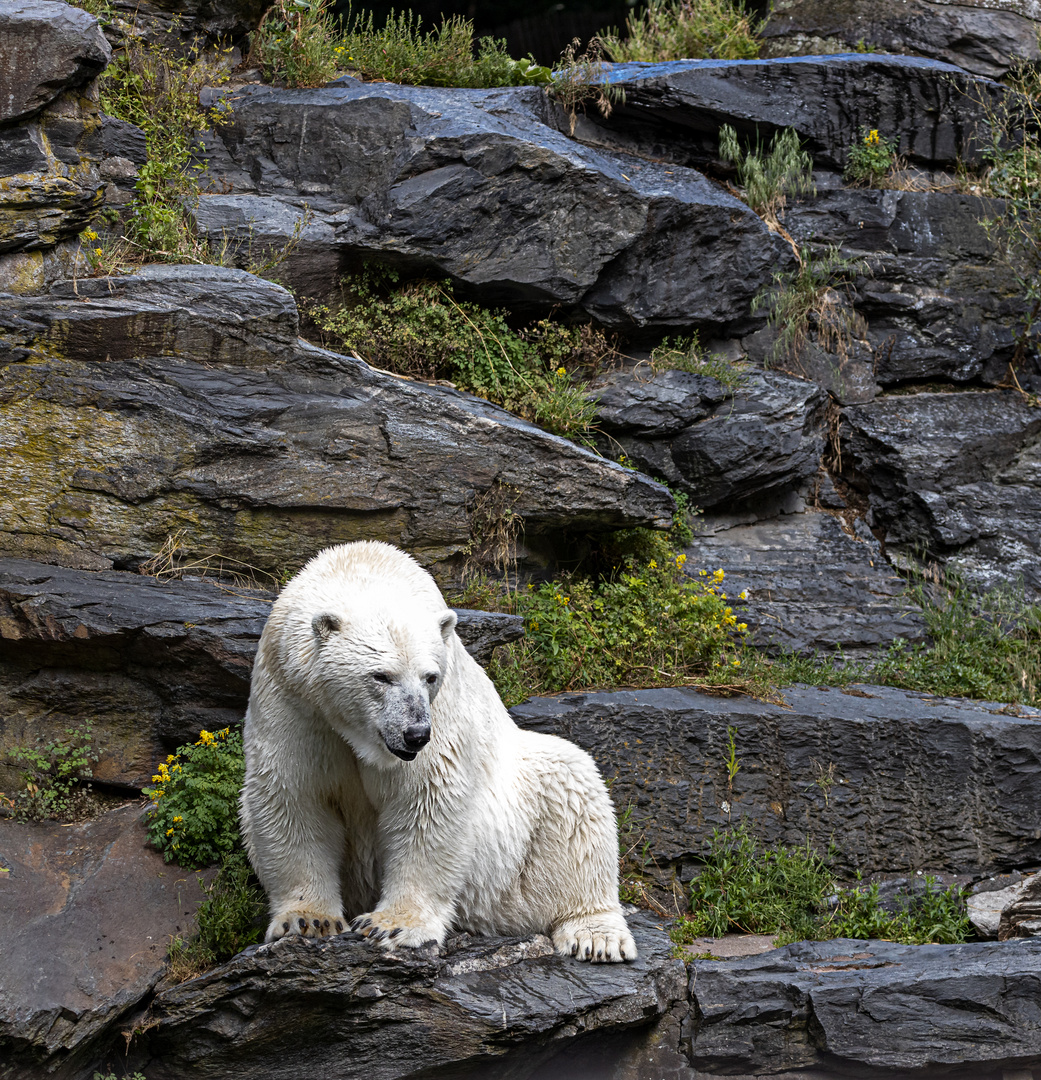 Eisbär