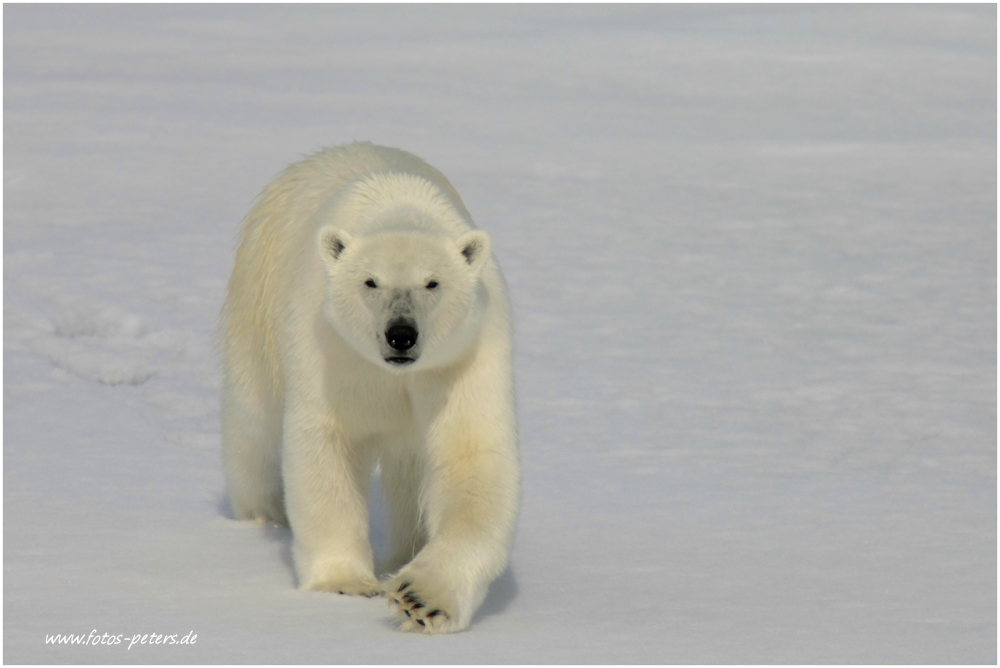 Eisbär