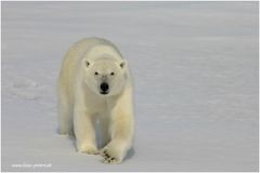 Eisbär