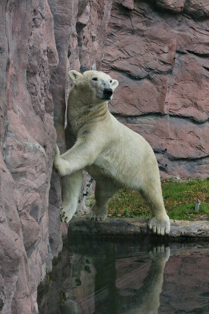 Eisbär