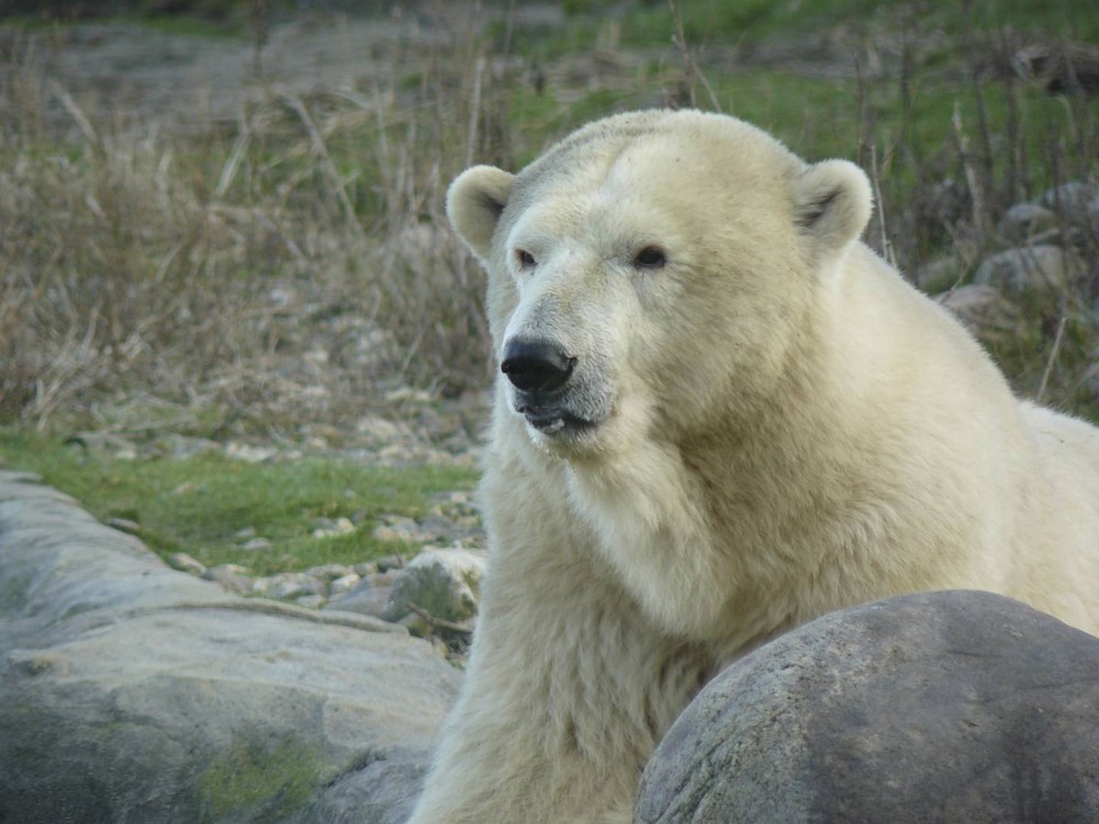 Eisbär