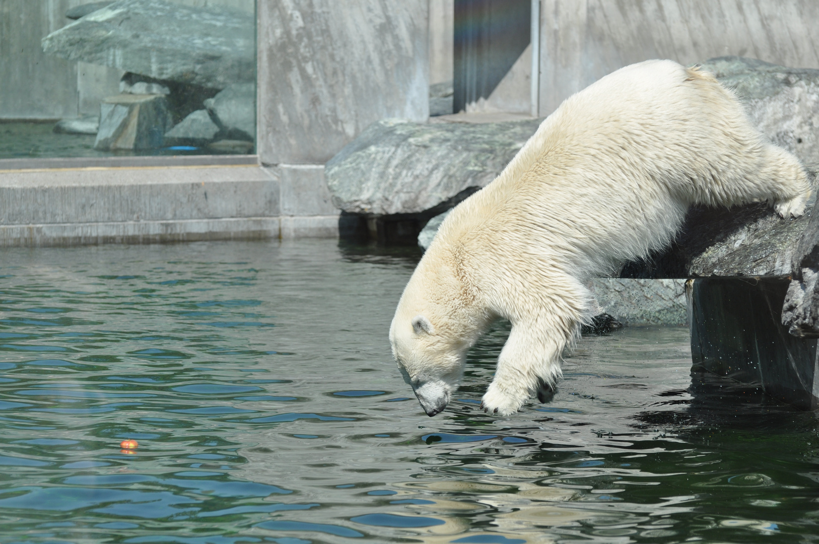 Eisbär