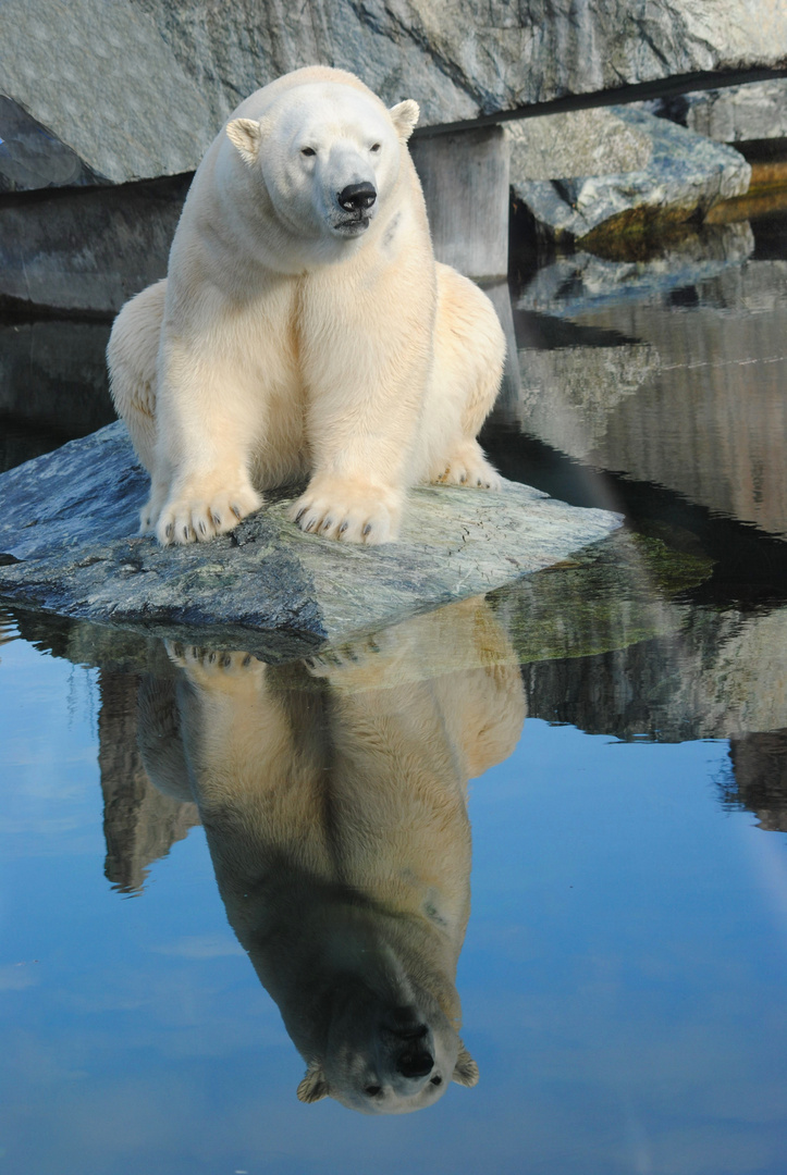 Eisbär