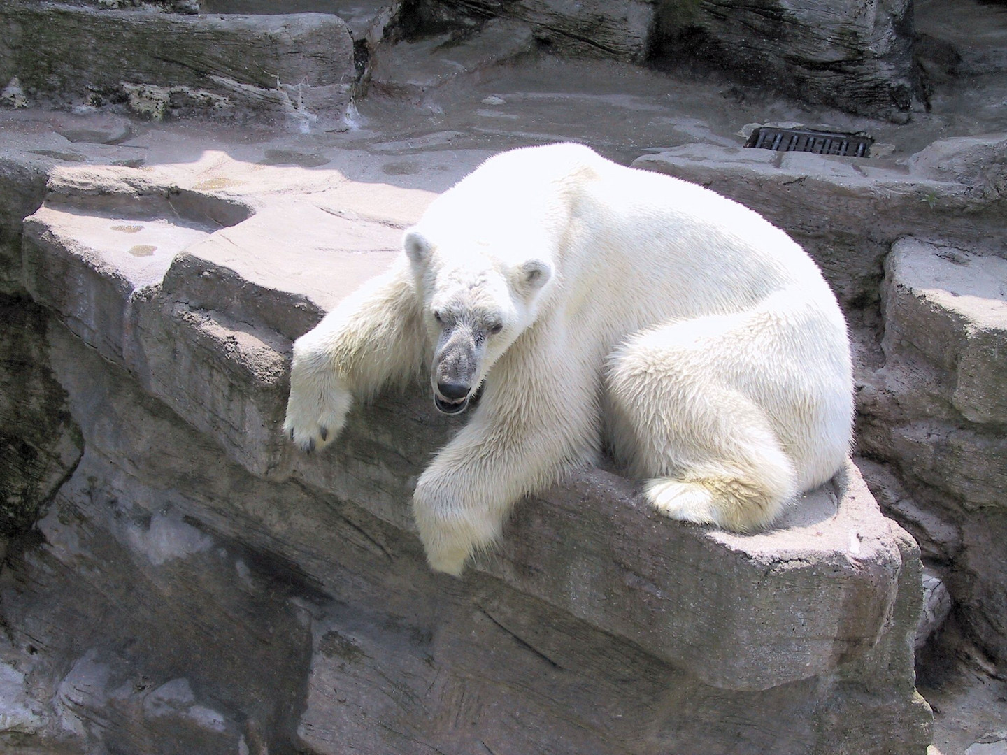 Eisbär