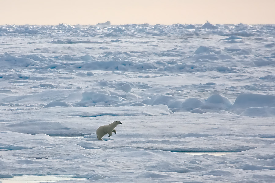 Eisbär 78° 24' 180'' N