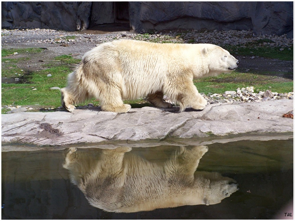 Eisbär........