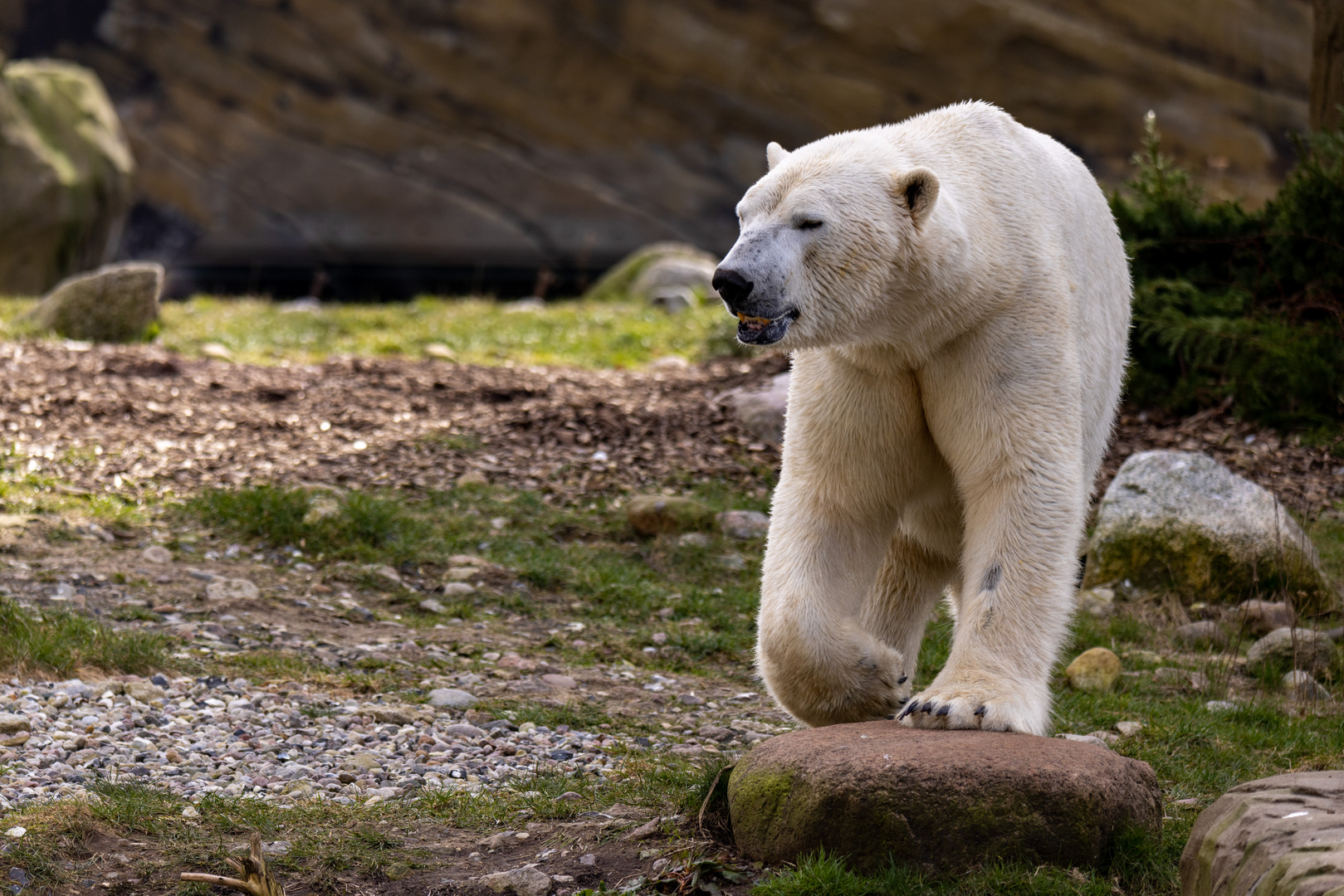 Eisbär