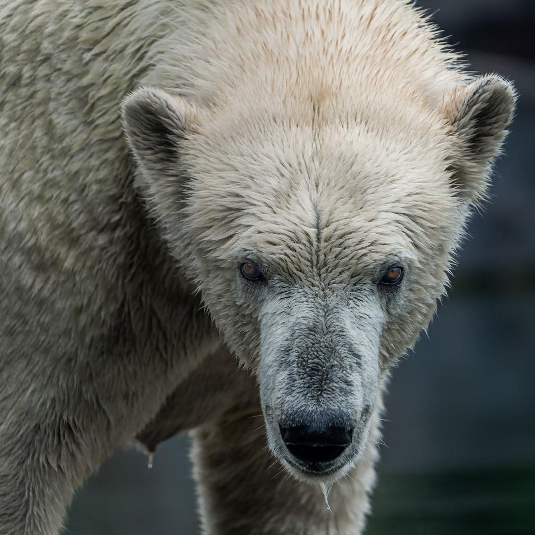 Eisbär